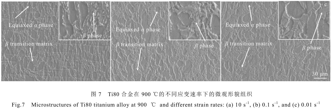 1708442308209743.jpg t7.jpg